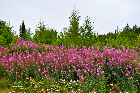 Maandag 1 augustus 2011 - Talkeetna...