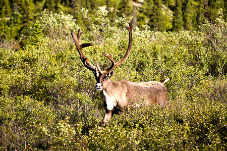 Woensdag 3 augsutus - Tundra Wilderness Tour diep in het Denali National Park, op zoek naar oa rendieren en beren