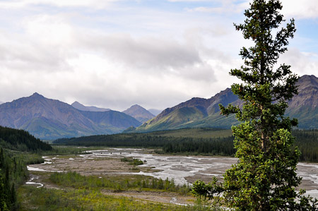 Woensdag 3 augsutus - Tundra Wilderness Tour diep in het Denali National Park, op zoek naar oa rendieren en beren