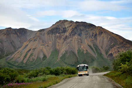 Woensdag 3 augsutus - Tundra Wilderness Tour diep in het Denali National Park, op zoek naar oa rendieren en beren