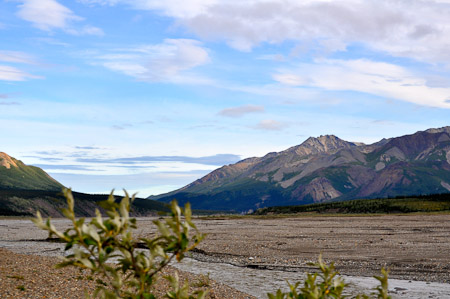 Woensdag 3 augsutus - Tundra Wilderness Tour diep in het Denali National Park, op zoek naar oa rendieren en beren