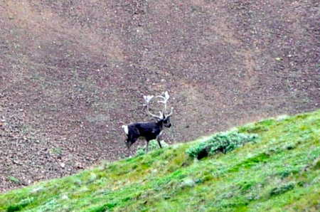 Woensdag 3 augsutus - Tundra Wilderness Tour diep in het Denali National Park, op zoek naar oa rendieren en beren