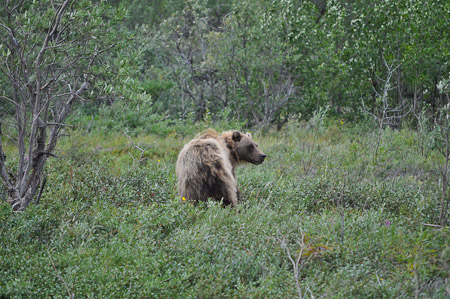 Woensdag 3 augsutus - Tundra Wilderness Tour diep in het Denali National Park, op zoek naar oa rendieren en beren