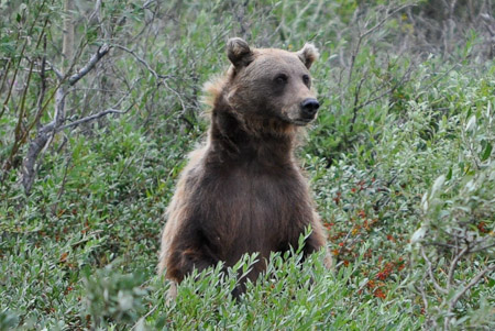 Woensdag 3 augsutus - Tundra Wilderness Tour diep in het Denali National Park, op zoek naar oa rendieren en beren