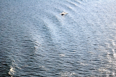 Donderdag 11 augustus - Cruisen langs de Inside Passage