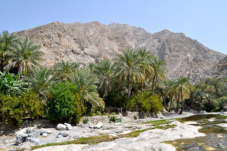 Woensdag 9 maart 2011 -  Muscat - Oman - de oase van Nakhal