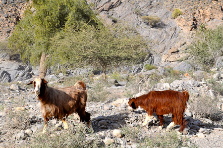 Woensdag 9 maart 2011 -  op de terugweg naar Muscat