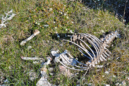 Vrijdag 15 juli 2011 - verkenning van Spitsbergen