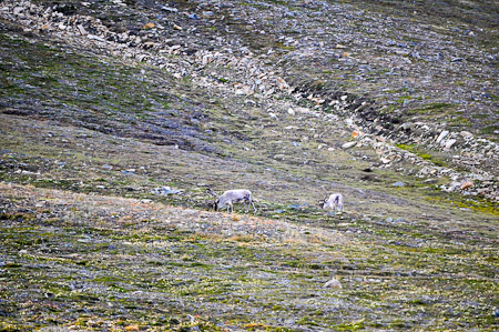 Vrijdag 15 juli 2011 - verkenning van Spitsbergen